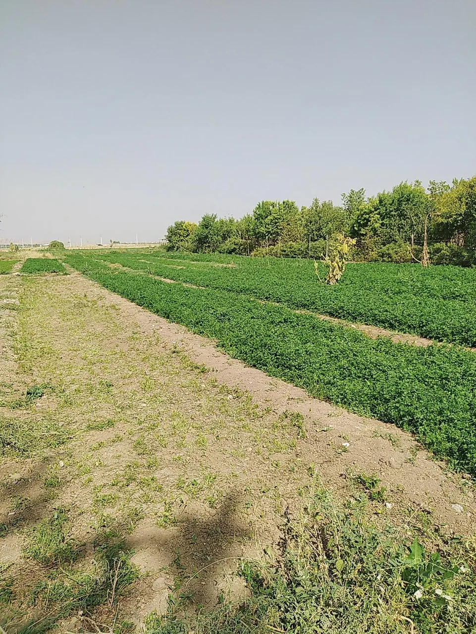 سبزی فروشی بهمن جامه شورانی - تصویر 3