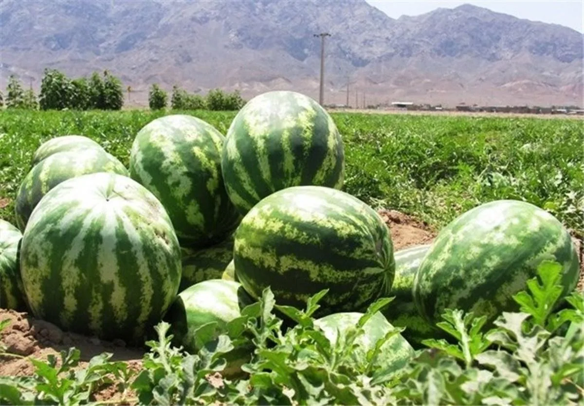 تره بار فروشی فتحی - تصویر 3