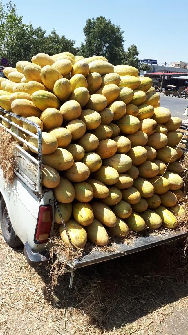 تره بار فروشی فتحی - تصویر 4