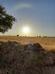 کافه-باغ-دهکده