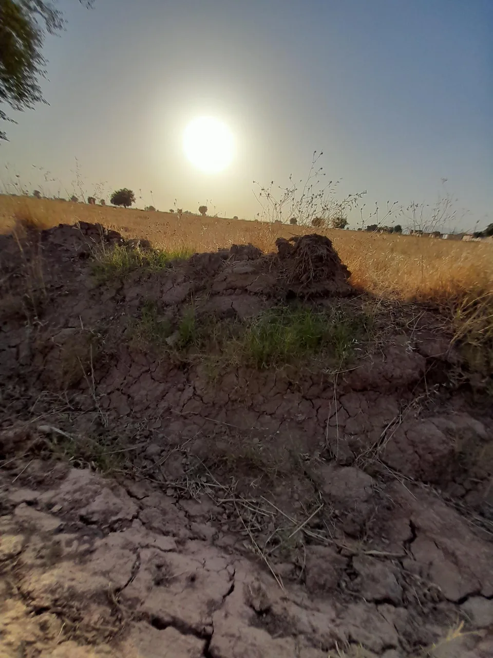 کافه-باغ-دهکده - تصویر 2