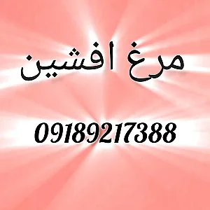 مرغ افشین