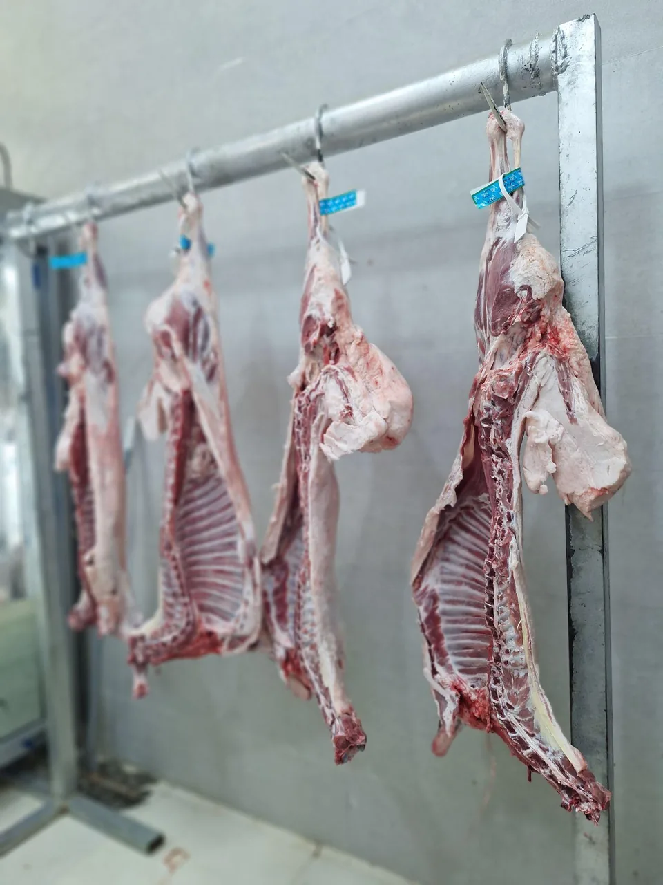 هایپر پروتئین مهدی - تصویر 4