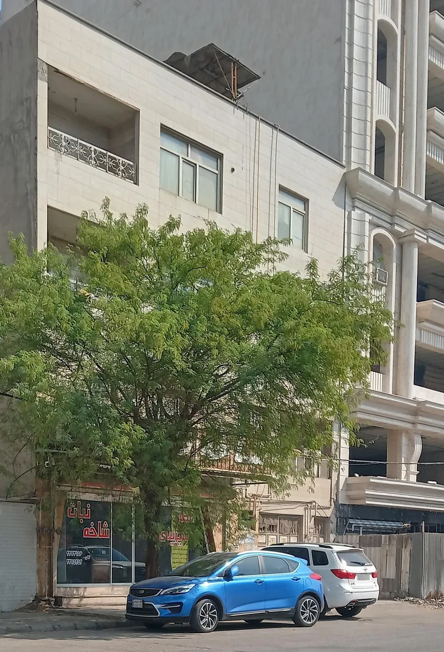 شیرینی سرای شاخه نبات - تصویر 2