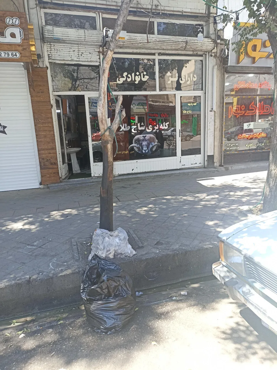 کله پاچه شاخ طلا - تصویر 2