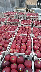 بارفروشی کریم علی اکبر زادگان