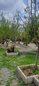 کافه ونیز