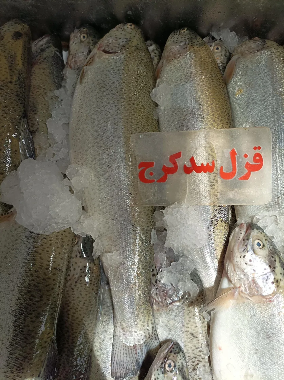 مرغ و ماهی روز - تصویر 2