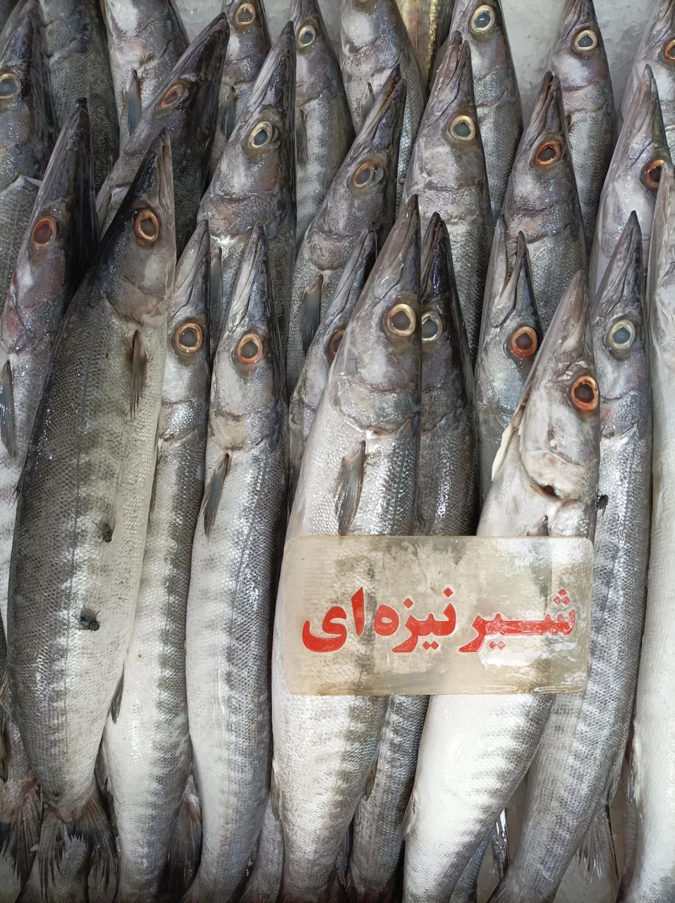 مرغ و ماهی روز - تصویر 3
