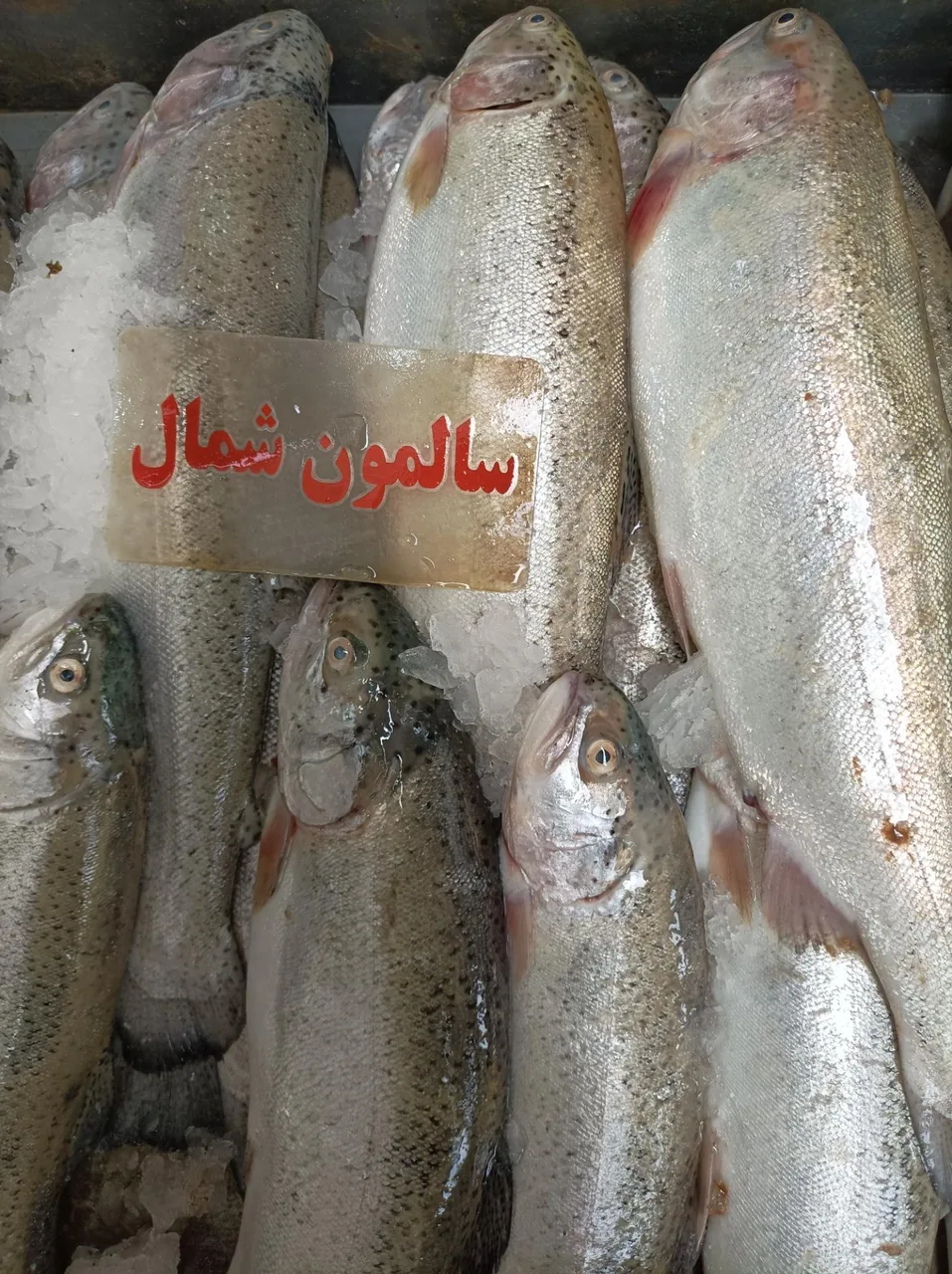 مرغ و ماهی روز - تصویر 4