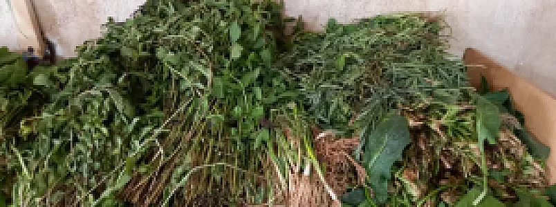 میوه و صیفی‌جات پدر