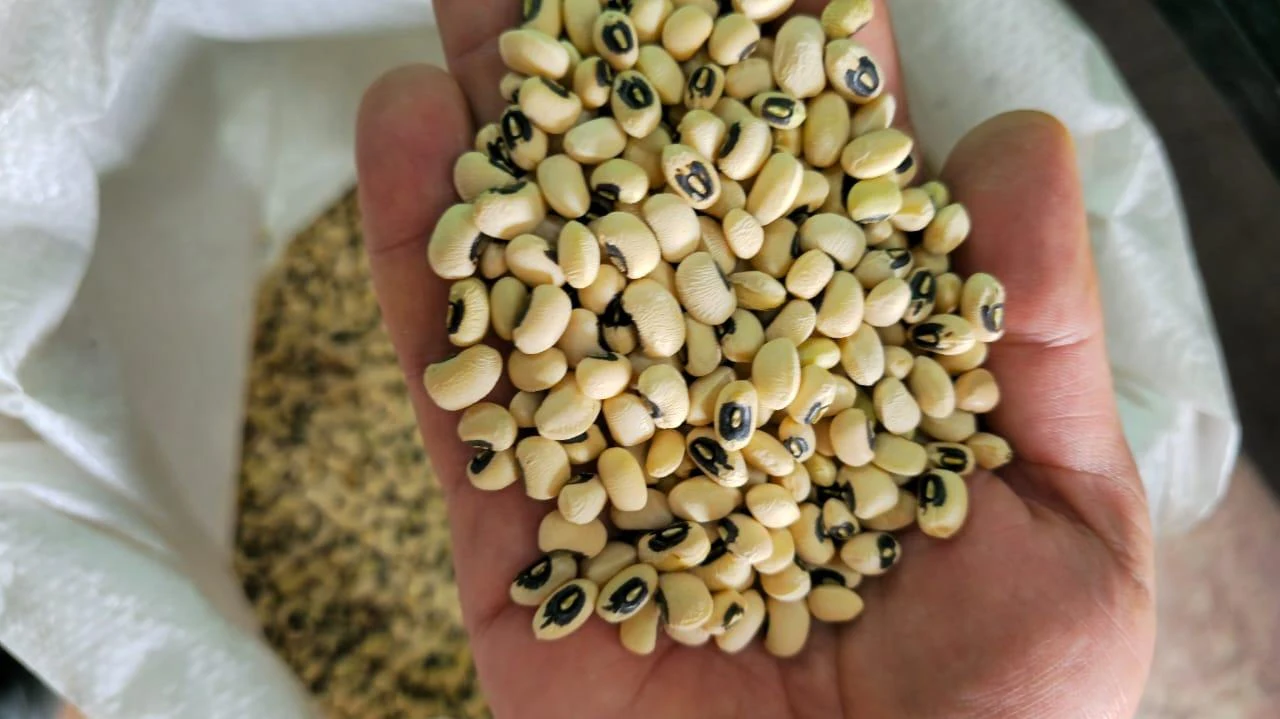 حبوبات و برنج طارم فلاح (شمال) - تصویر 4