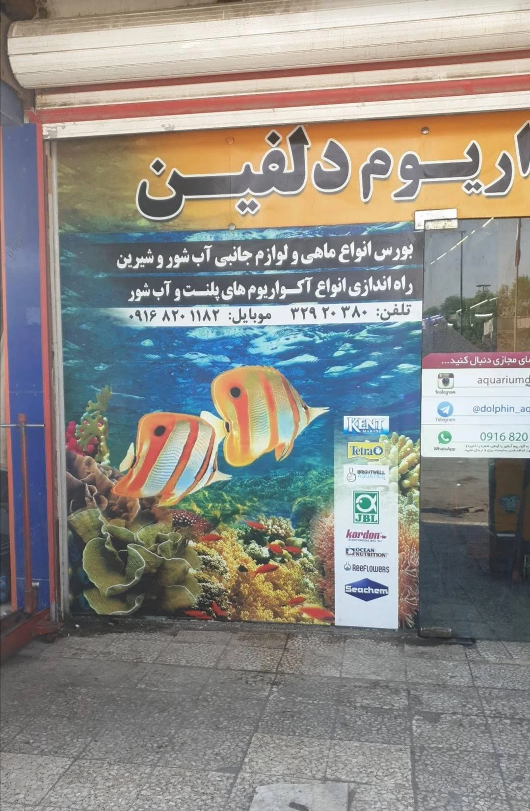 پرنده سرا جزایر قناری