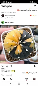 بهشت کاکتوس اردبیل