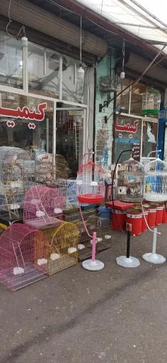 پرنده‌سرا کیمیا