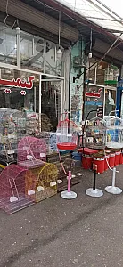 پرنده‌سرا کیمیا