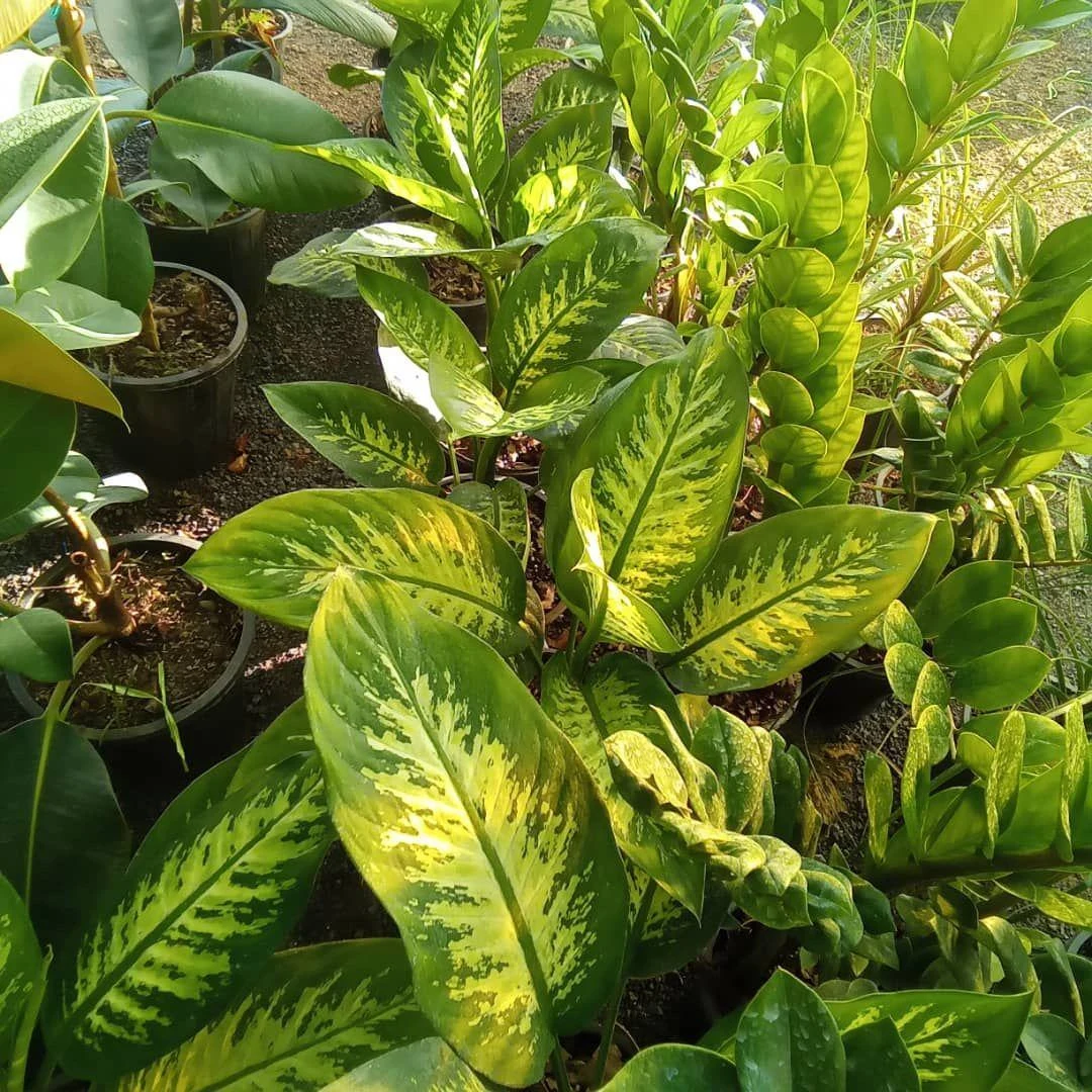 گلخانه آی گلکار - تصویر 2