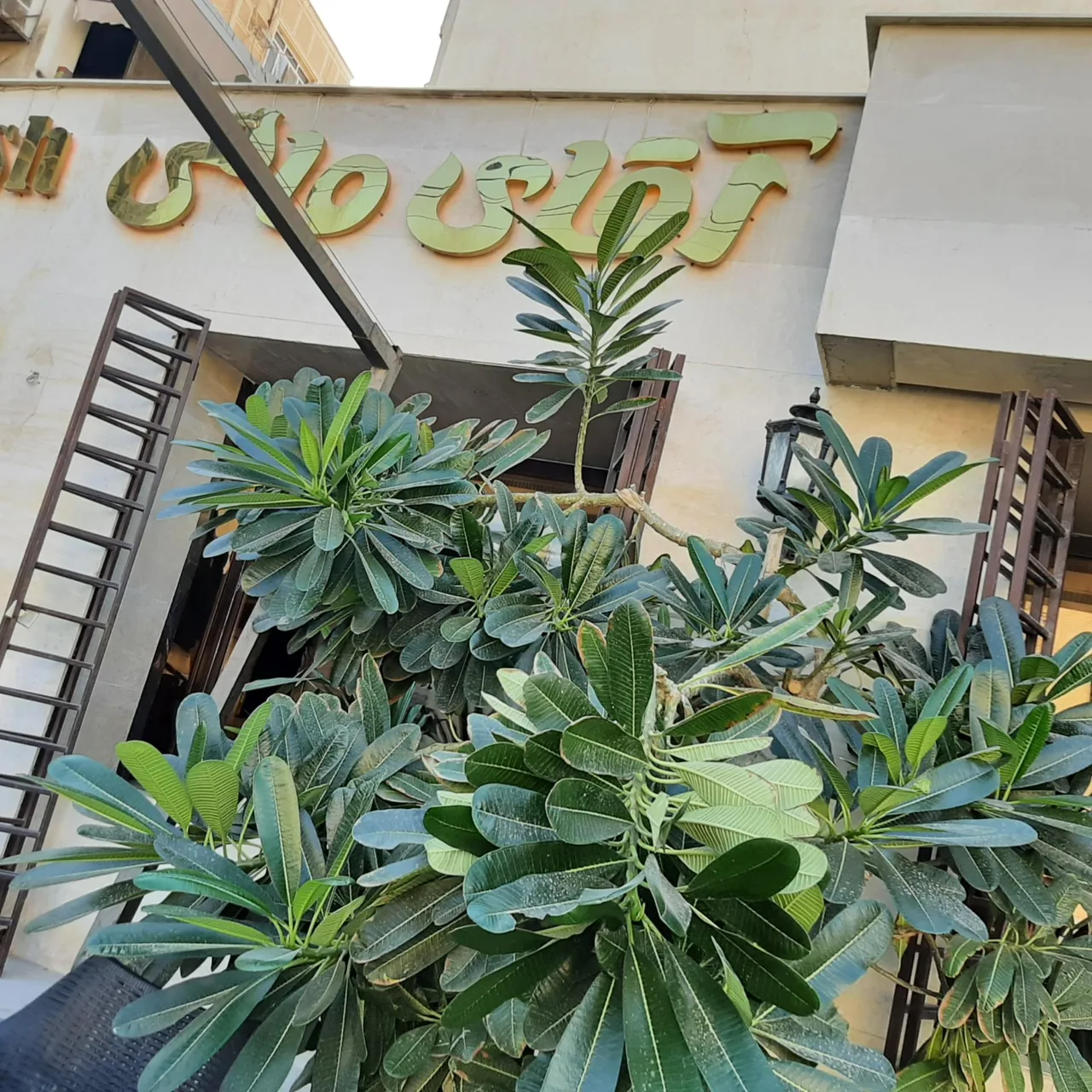 رستوران آقای ماهی - تصویر 4
