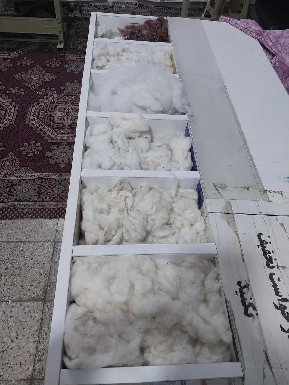پنبه زنی خلیج - تصویر 2