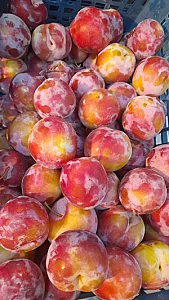 میوه و تره بار کیانی