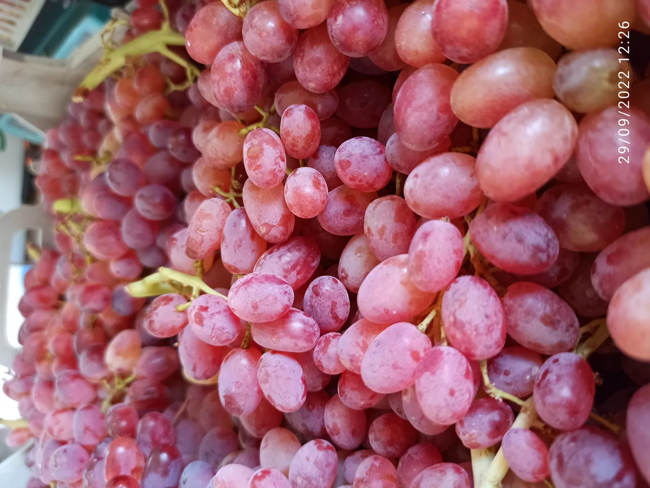سوپر میوه راغبانی - تصویر 2