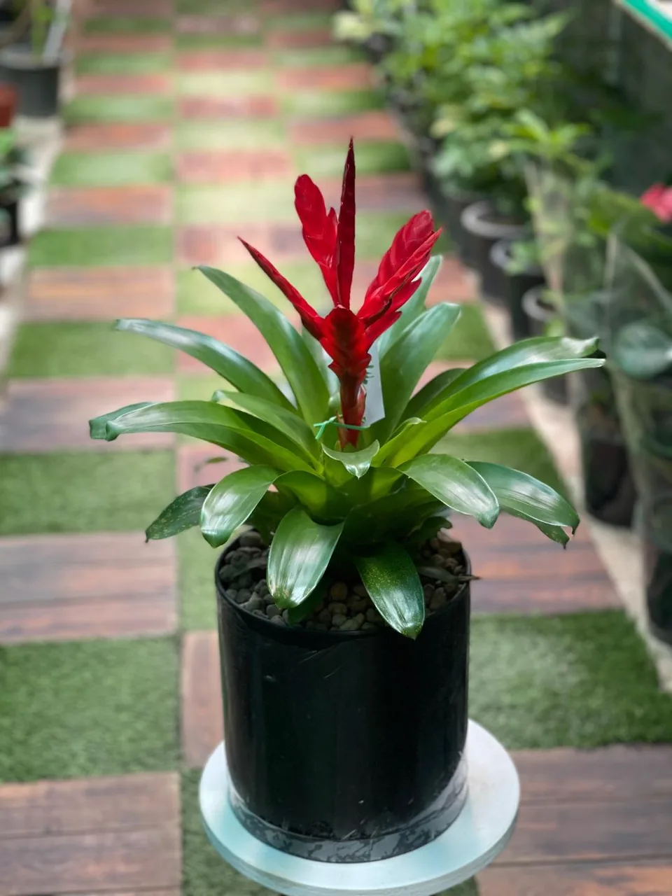 مجموعه گل و گیاه باغ گل - تصویر 3