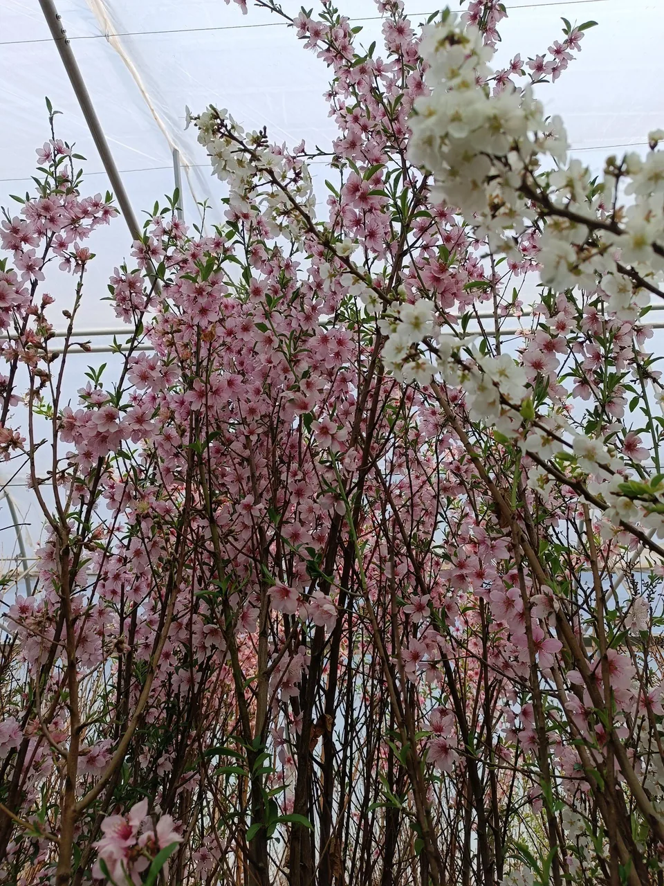 گلخانه امام رضا - تصویر 4