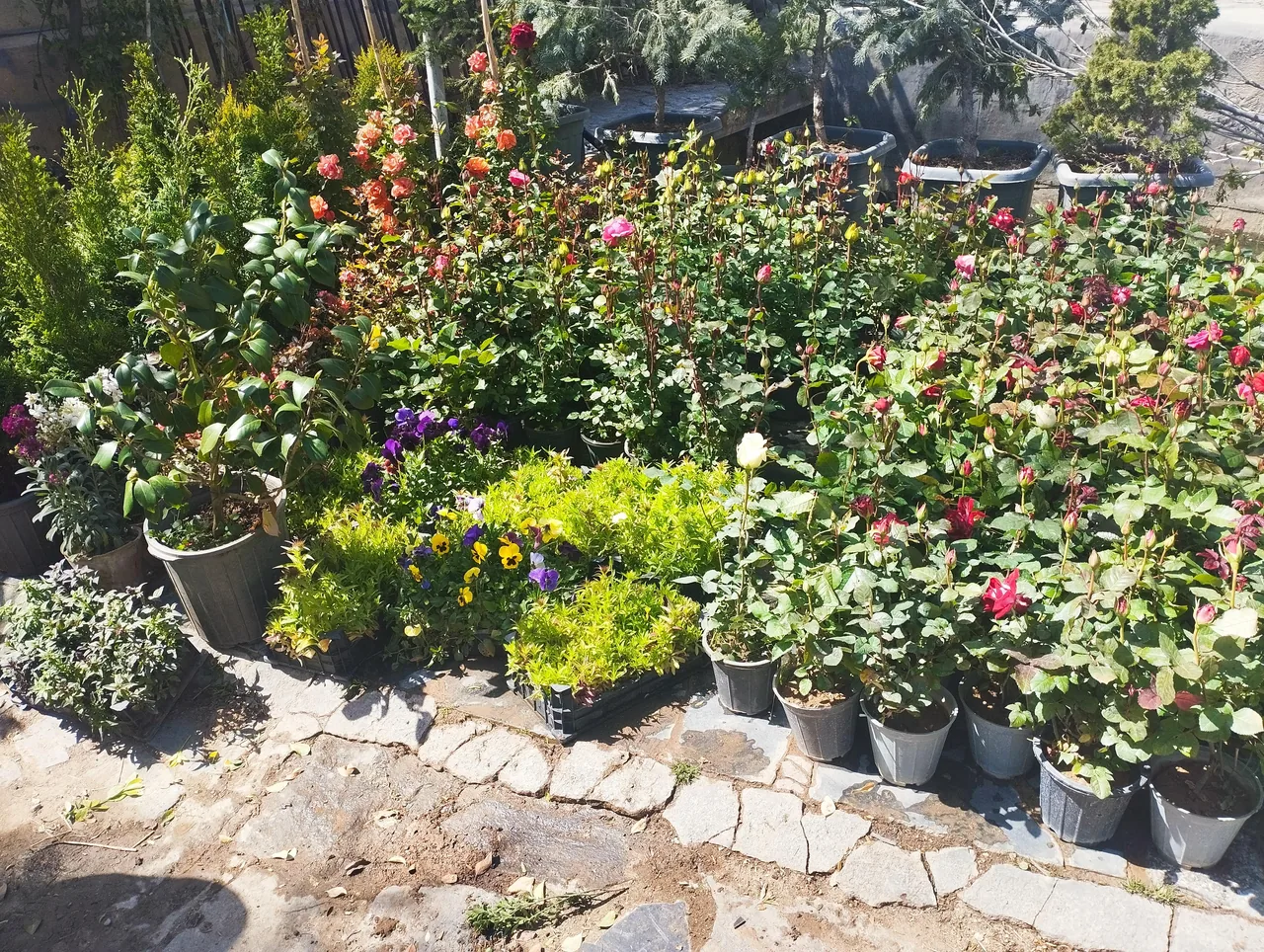 گل و گیاه یاس - تصویر 4