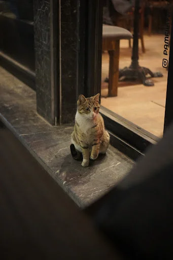 کافه پامفیلیا