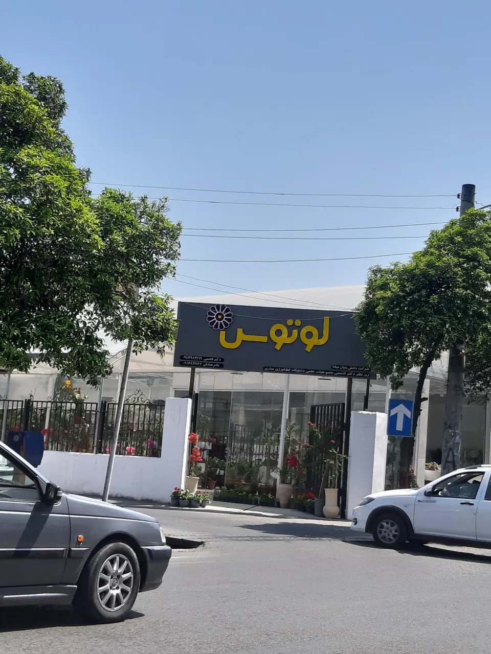 گل فروشی لوتوس - تصویر 4