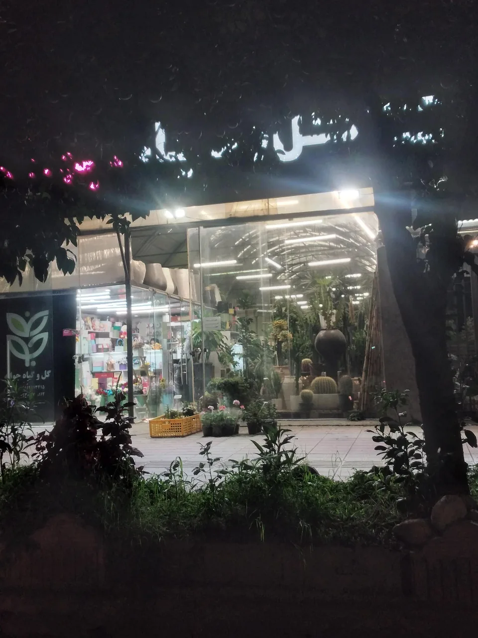 گل و گیاه جوانه - تصویر 2