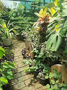 گلخانه گل‌افشان