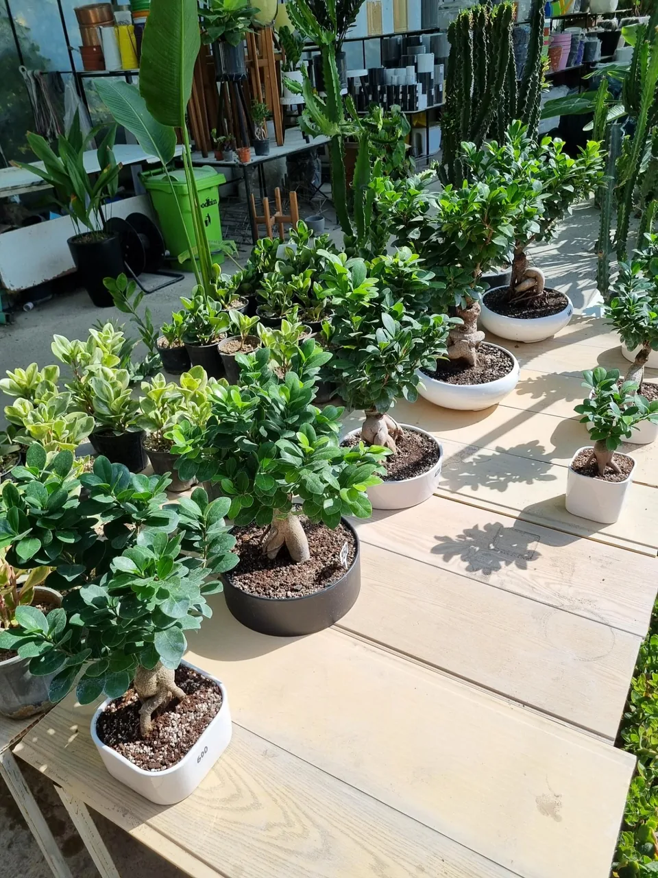 گلخانه لوتوس - تصویر 4