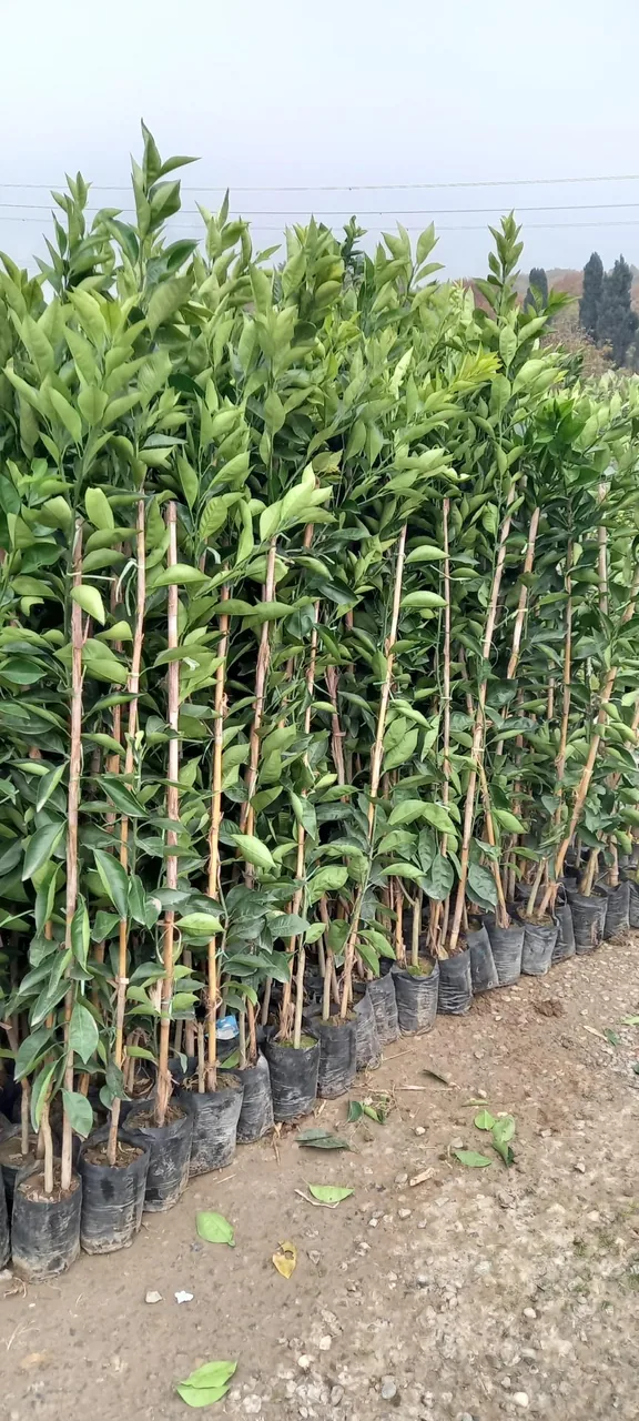 گلخانه و نهالستان فروزانی