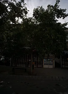 گیاهان دارویی مظفری