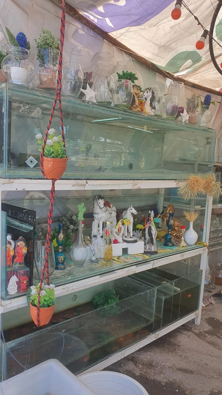 فروش عمده ماهی قرمز خان ماهی - تصویر 2
