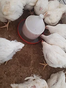 مرغ زنده سید