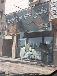 پخش تخم مرغ نوین
