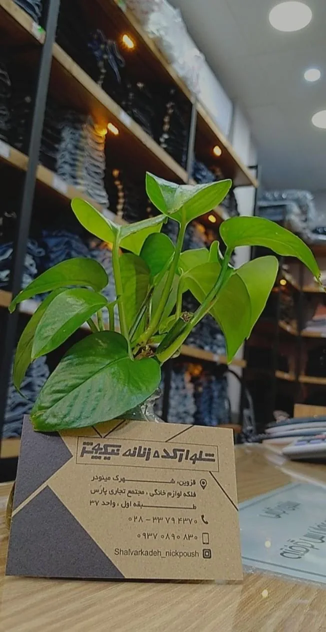 شلوارکده زنانه نیک پوش - تصویر 5