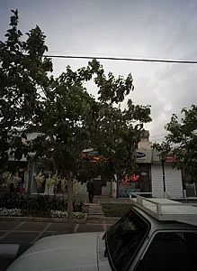 گیاه دارو