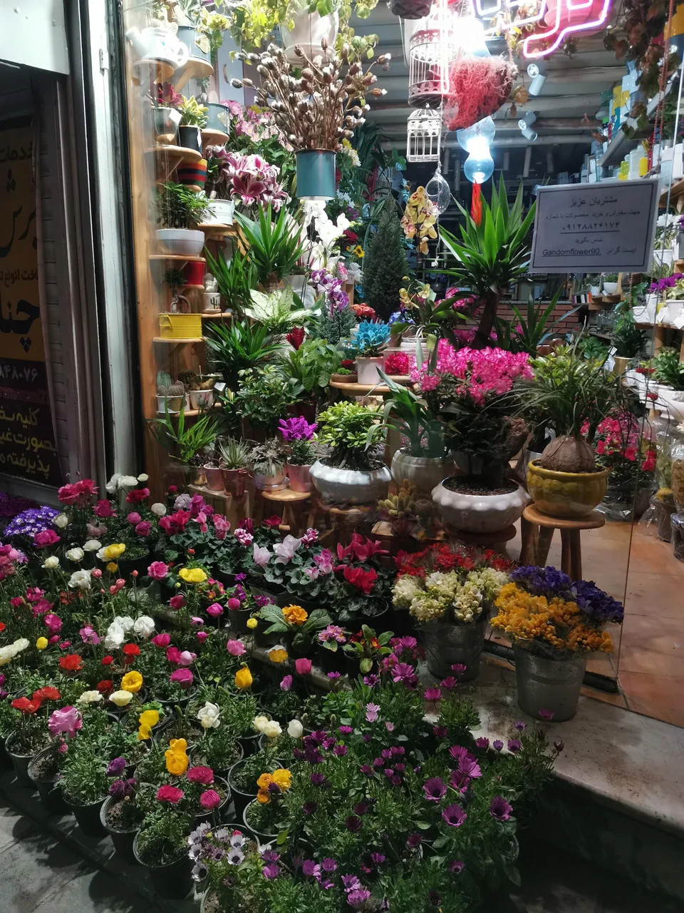 گل سرای گل گندم - تصویر 3