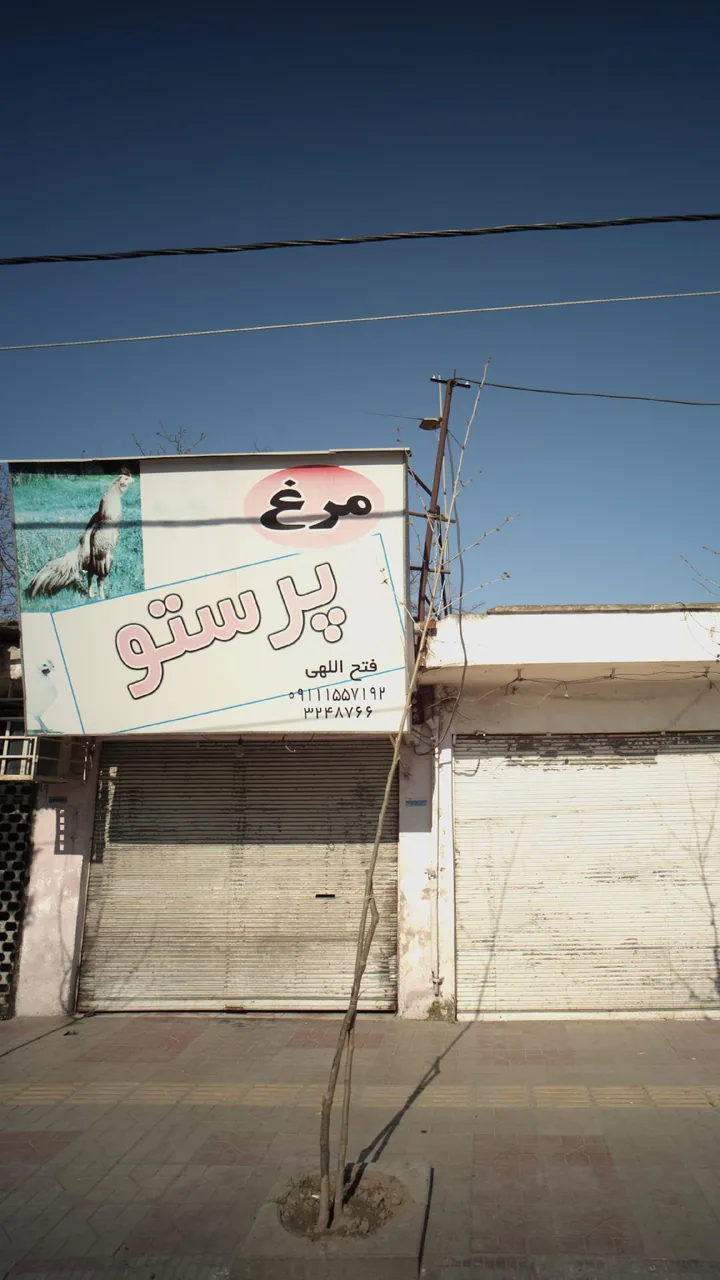 پروتئینی پرستو - تصویر 2
