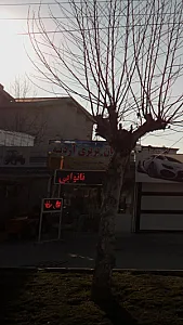 نان بربری آردینه