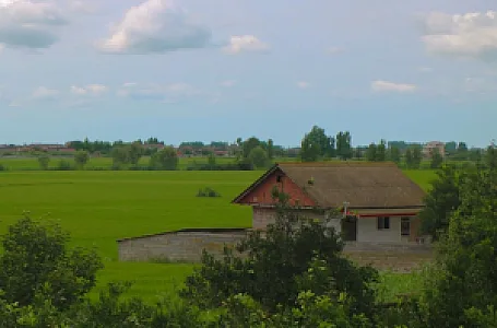 برنج یزدانیان