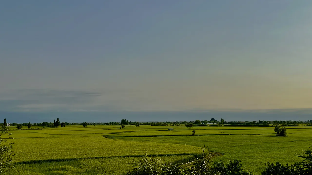 برنج یزدانیان - تصویر 2