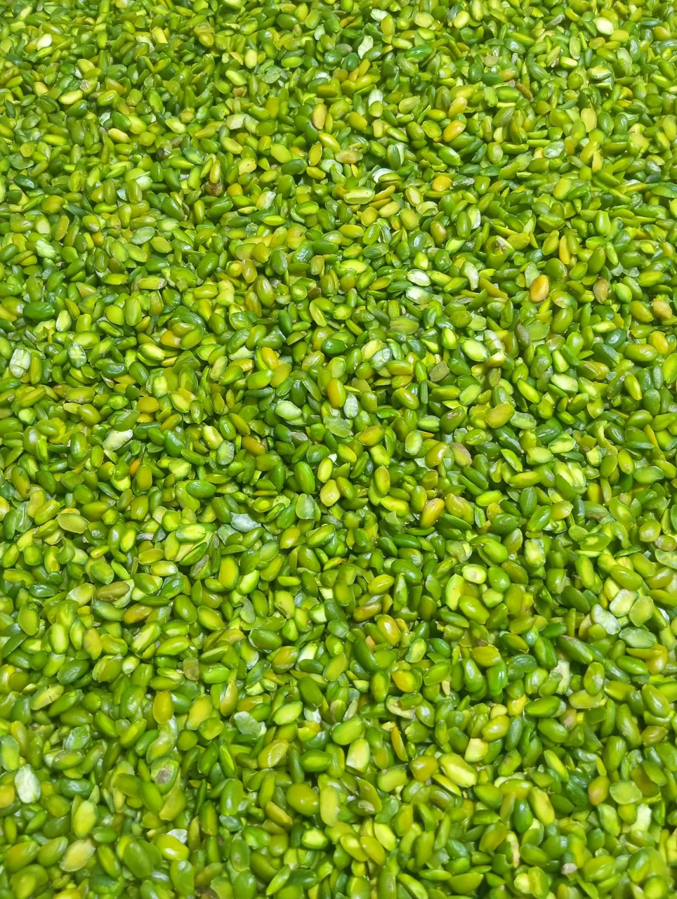 آجیل و خشکبار قزوین - تصویر 3