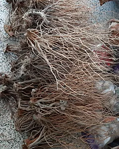 آکواریوم سانفیش زنجان