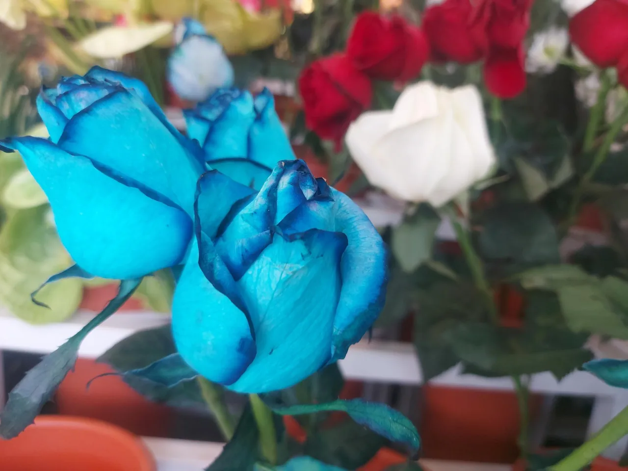 گلسرای پادینا - تصویر 2