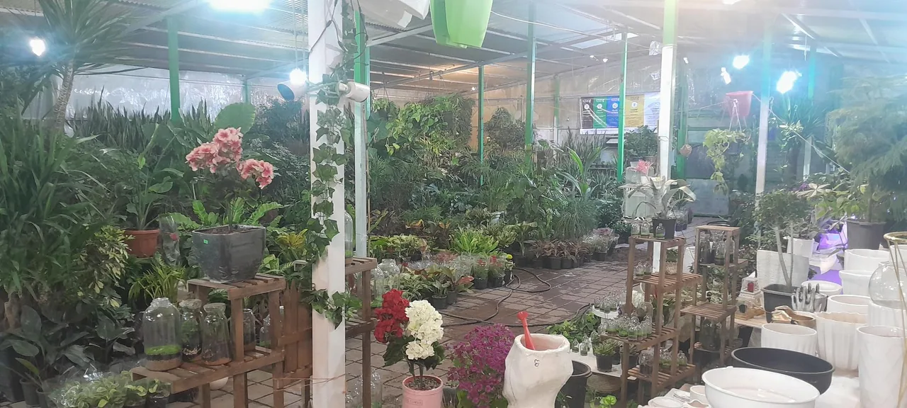 بازار گل و گیاه زنجان - گل و گیاهان زینتی در زنجان - تصویر 3