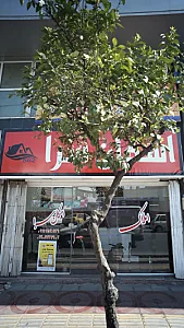املاک اسکان سرا